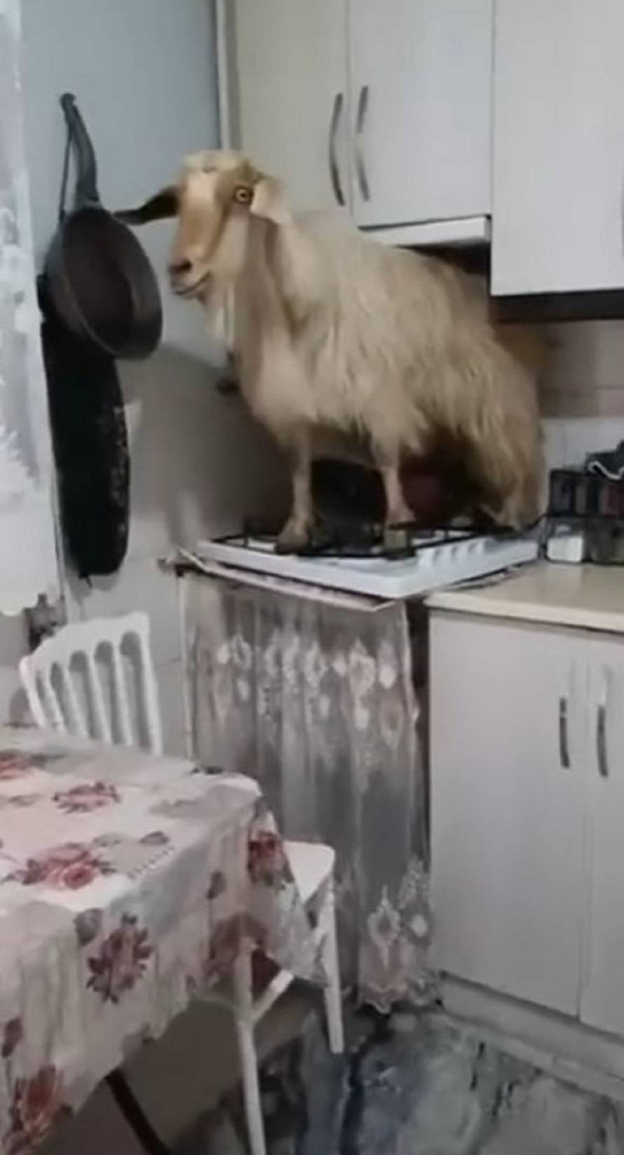 Mutfağına giren keçiye 'Seni polise veririm' dedi 5